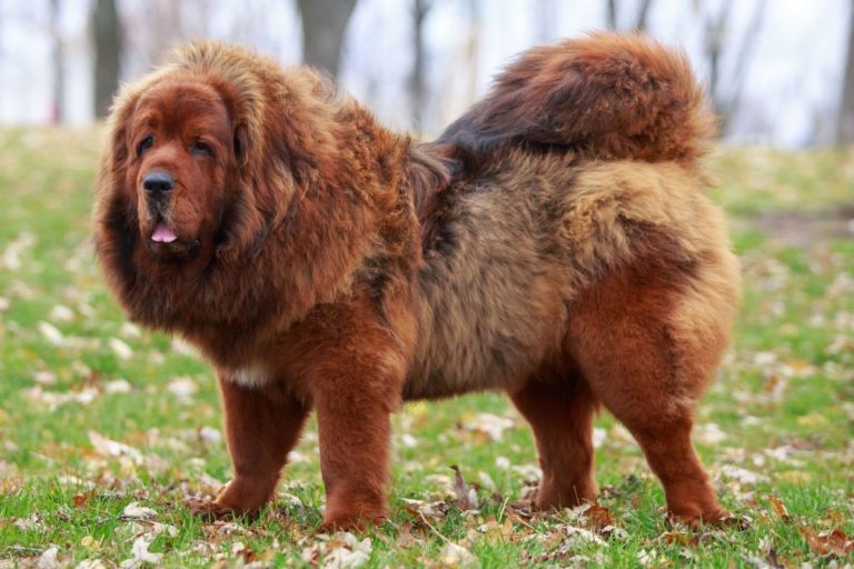 23 most exotic dog breeds – the 5th one will shock you!